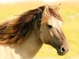 Oil painting
